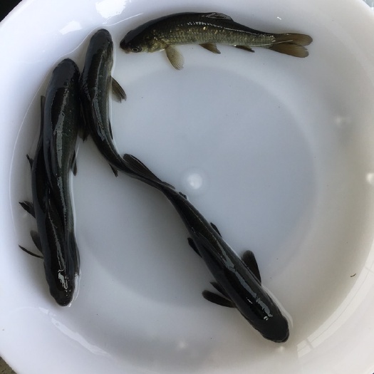 优质青鱼苗黑鲩 田螺蚂蝗克星 抗病能力强 全国发货基地直销