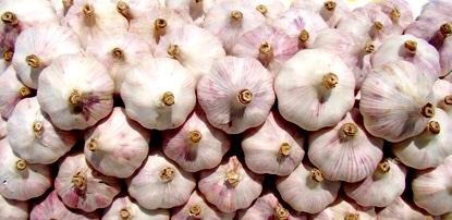 儋州市红皮蒜  精品大蒜，同城送货.10包起批