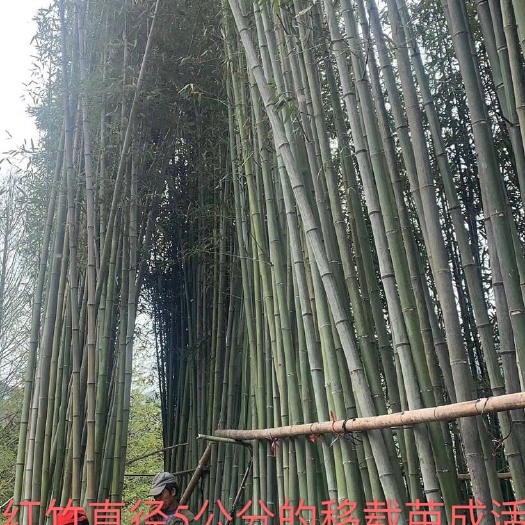 安吉县青竹包括；刚竹、淡竹、红竹、早竹、各种青绿色的竹多统称为青竹