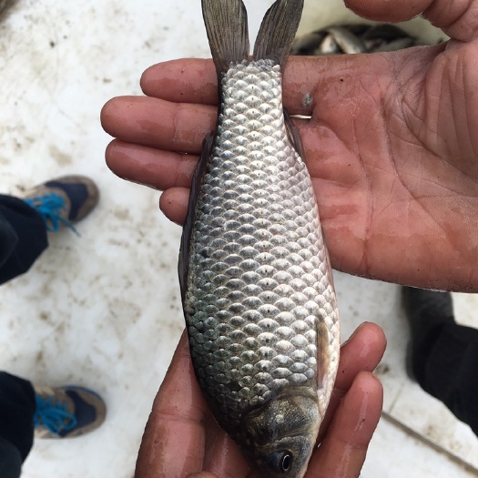湖州 鲫鱼，品种太湖三号银鲫，垂钓场常备品种