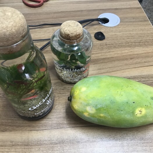 温州 云贵高原无公害芒果