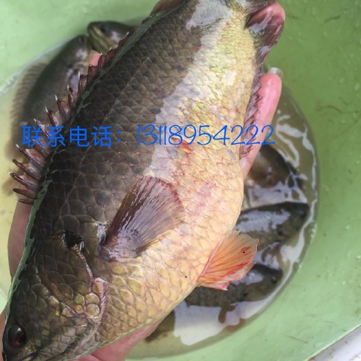 儋州市 攀鲈鱼