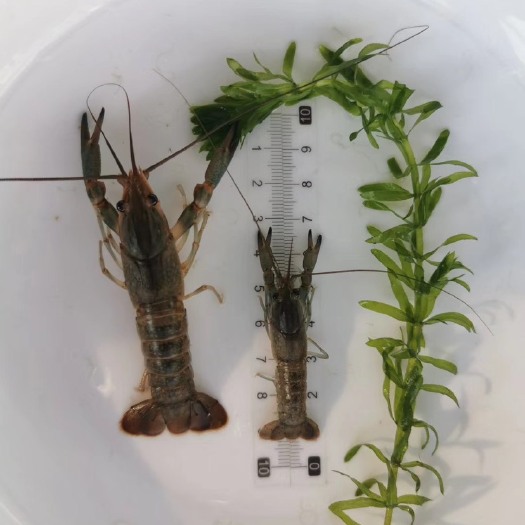 隆安县红螯螯虾  澳洲淡水龙虾种苗