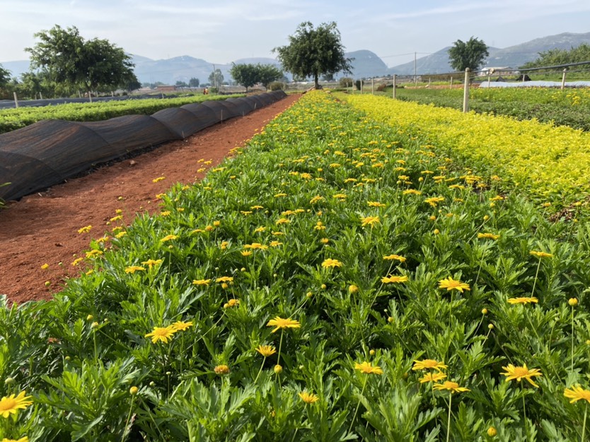 木春菊苗 木春菊大量有貨