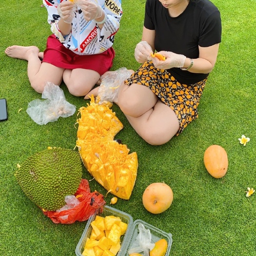 陵水县 海南乐东黄肉干苞菠萝蜜，体型最大的热带水果，熟透后浓郁香甜，