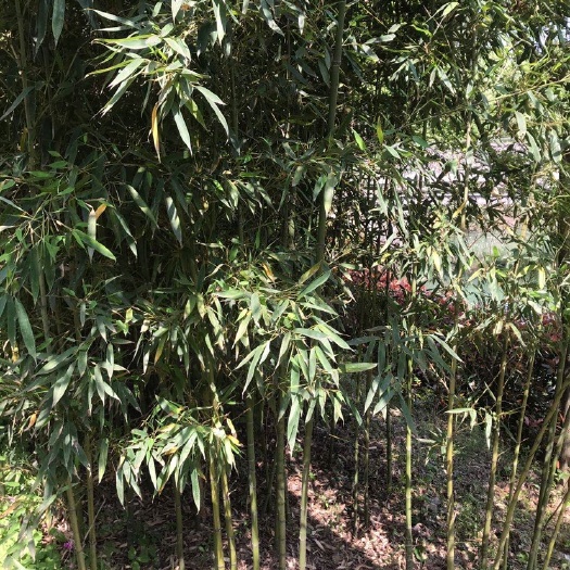 罗汉竹