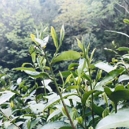青川县竹叶青茶 1-2年