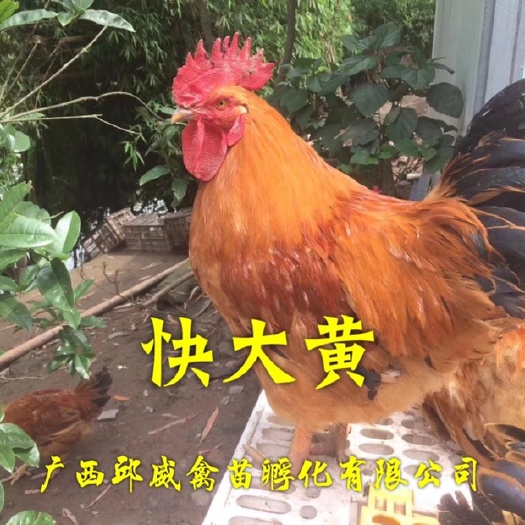 南宁 快大黄鸡苗 成年9斤