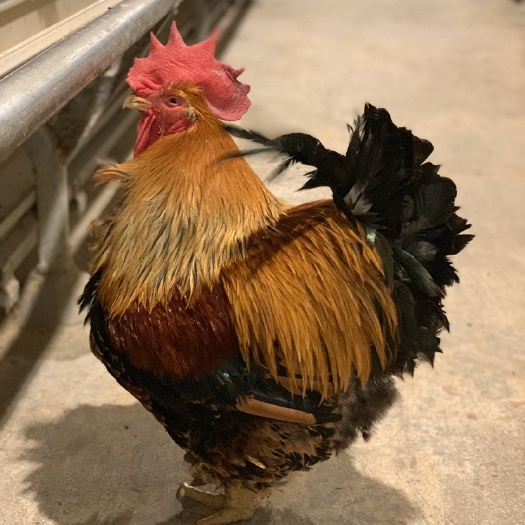 广州 鸡苗 K9麻黄鸡苗