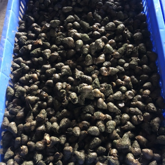 荆州 鱼米之乡湖北荆州 纯手工打捞石螺
