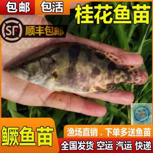 广州 鱼苗 优质鳜鱼苗 桂鱼苗 翘嘴鳜鱼苗 大量出售