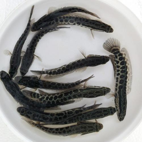  優(yōu)質(zhì)淡水黑魚苗烏鱧苗烏魚苗成品黑魚成品烏魚供應