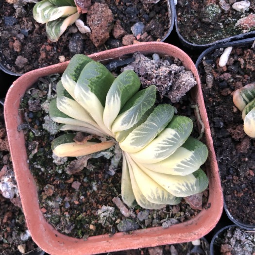 漳州 十二卷属玉扇锦贵货多肉植物可一物一拍
