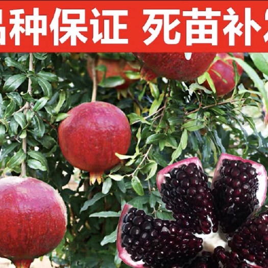 灵山县突尼斯软籽石榴树苗 石榴树庭院果树苗地栽南北方种植特大四季盆栽软籽石榴苗当年结果