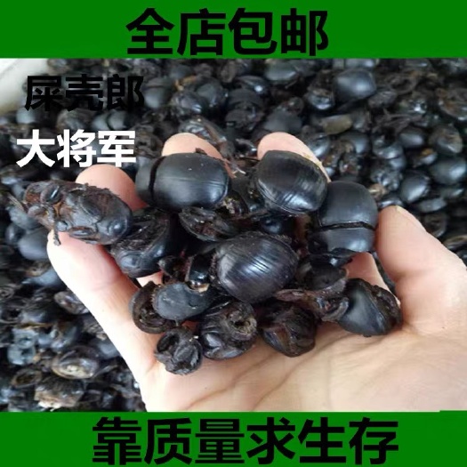 安国市蜣螂 正品！无硫新货！！货！实拍图！又叫大将军！包邮到