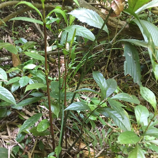富宁县 大山深处草珊瑚苗