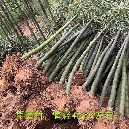 安吉县早园竹又名早竹及雷竹
