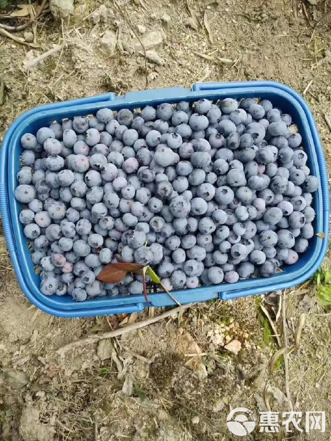 蓝莓