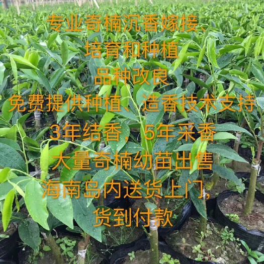 三亚奇楠沉香树 20公分奇楠沉香幼苗海南岛内免费送货上门