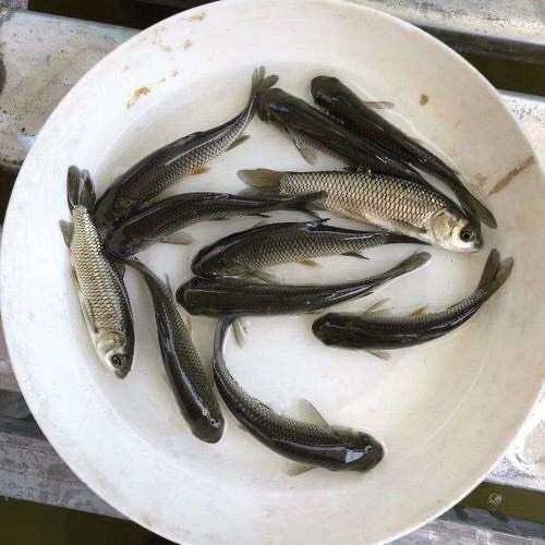 重庆市草鱼水花