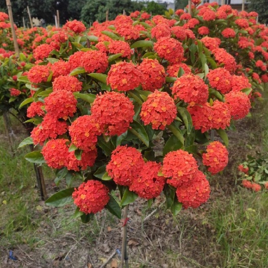 广州 龙船花