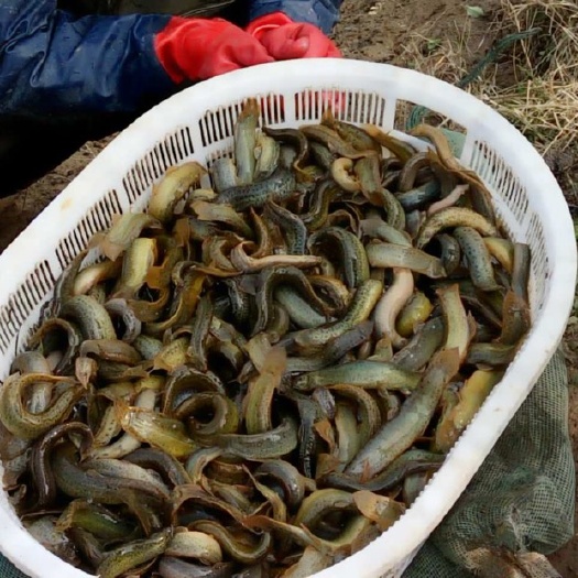 湖州泥鳅苗 泥鳅，泥鳅，目前3厘米左右的苗已经开始上市出售了