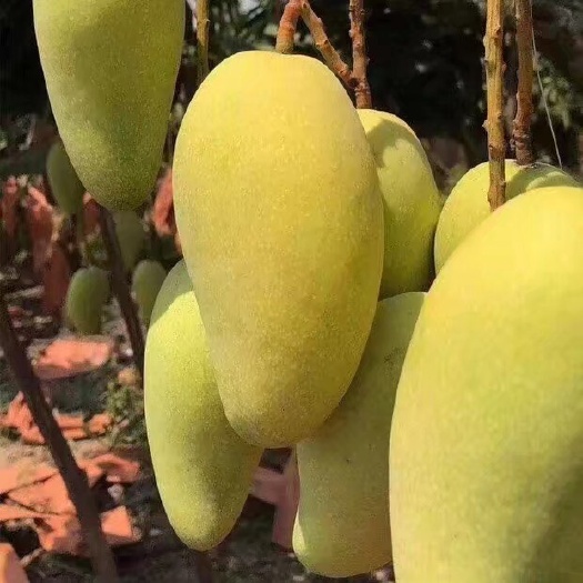 灵山县金煌芒果苗 嫁接苗 单果3斤左右  高产 结果快 带土带叶