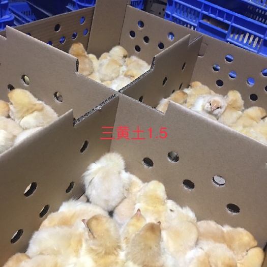 广州 三黄土鸡苗