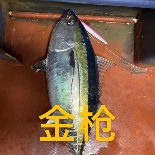 阳江金枪鱼 
