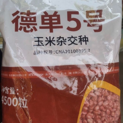 郑州德单5号玉米种子  德单5号国审玉米种子 高产抗病抗倒伏