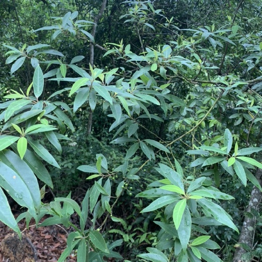 广州山胡椒