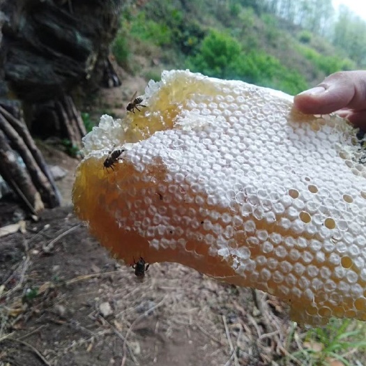 芒市富硒蜂蜜 1年 42 本品不能代替药物