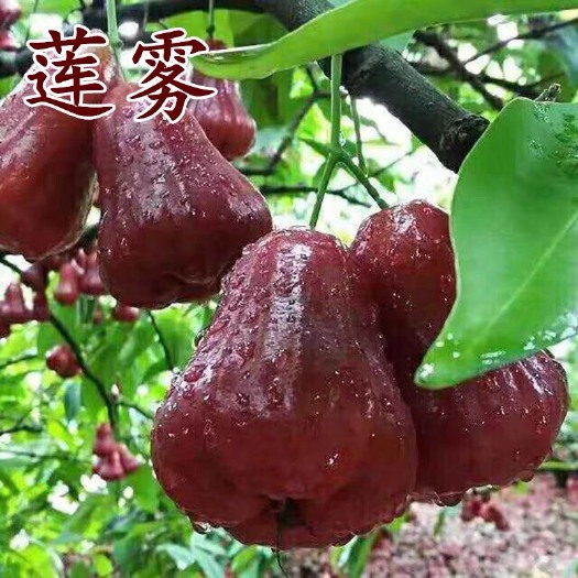 灵山县 莲雾苗黑金刚大叶红品种嫁接南方果树苗庭院地栽当年开花结果