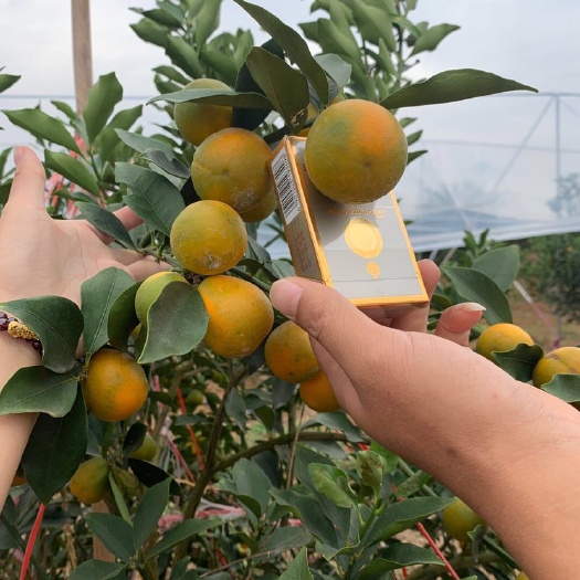 荔浦市脆蜜金柑苗  广西荔浦保证品种纯正最大上市脆蜜金桔苗