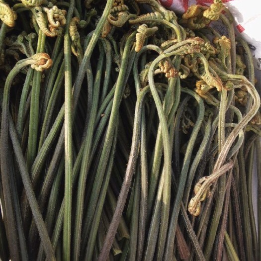 密山市野生蕨菜 鲜货