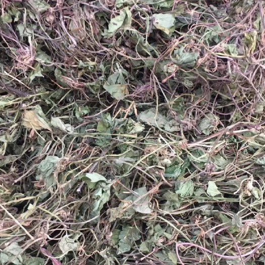 大货供应｛雷公根积雪草｝可批量可零售量大从优【包邮】