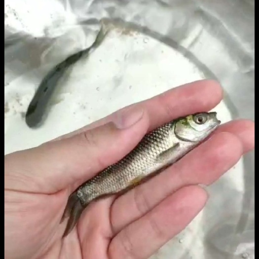 包邮 广草鱼苗，草鱼苗，草鱼水花，抵抗力强，养殖场自产自销