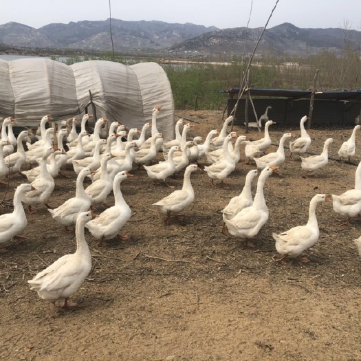 新泰市肉鹅 6-8斤 母 全散养