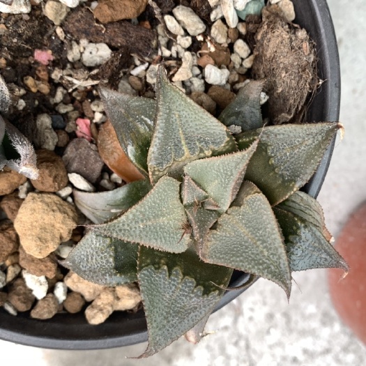 玉露 十二卷寿芭提雅寿原始寿