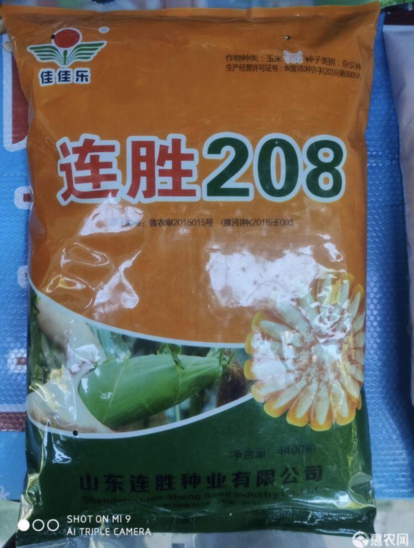 郑州 连胜208玉米种子 抗病高产品种好