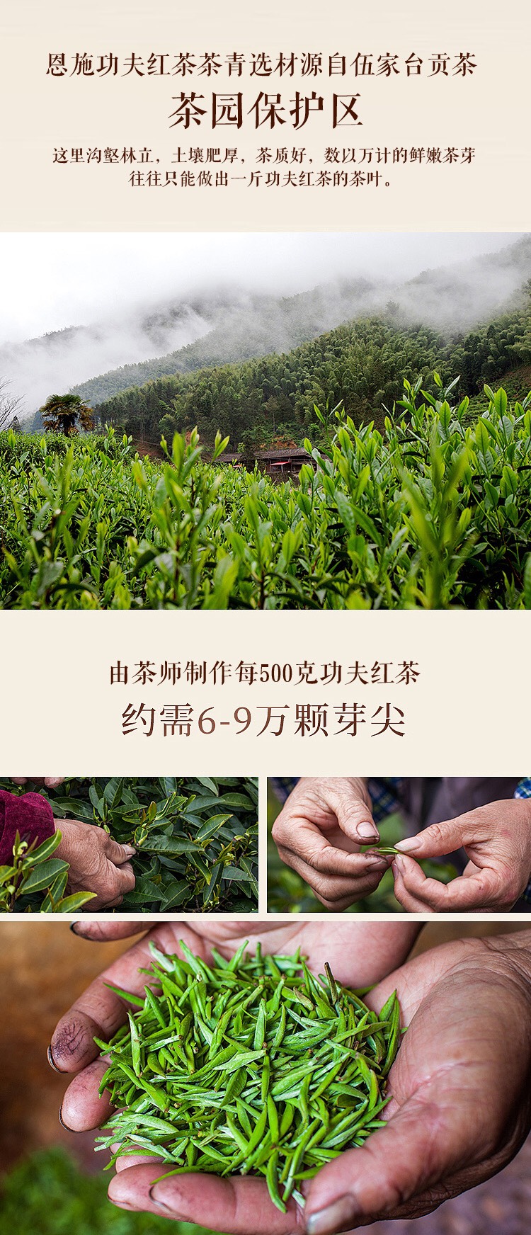 2024春茶湖北茶叶新品上架促销恩施高山硒茶灌装精品红茶