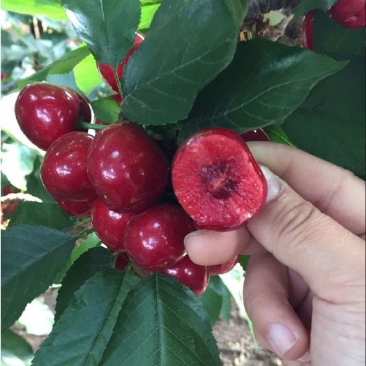 青岛 大泽山优质红灯樱桃白菜价批发！