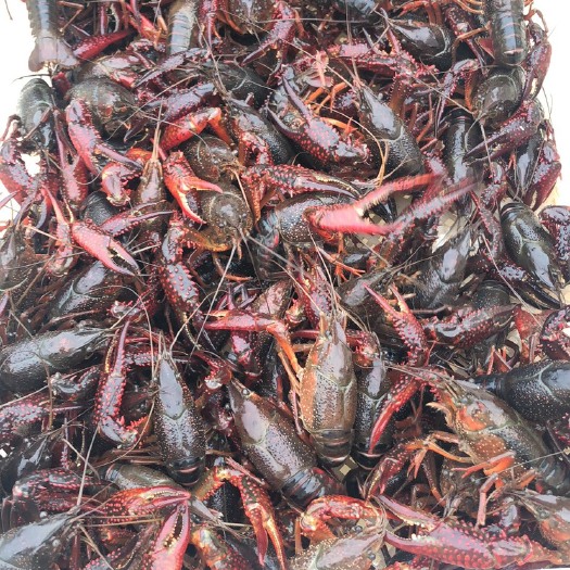 寿县红壳小龙虾 大红6-9钱