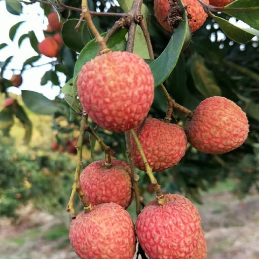 高州市白糖罂荔枝 2cm