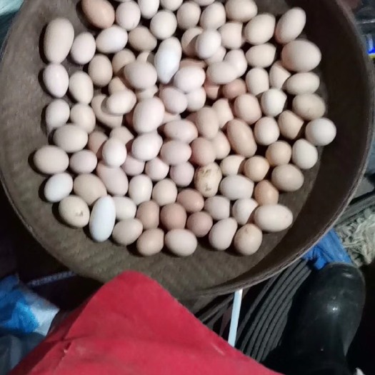 龙游县 土鸡蛋 量大从优