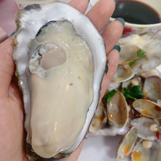 唐山生蚝 海水 2-3两/只 鲜活水产 4-5两/只 6两以上/只