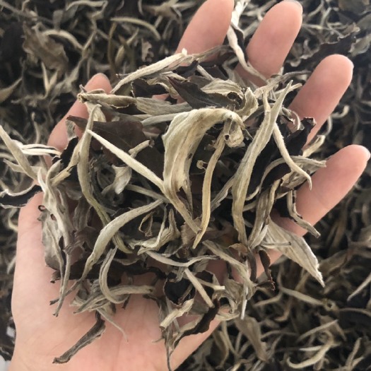 景谷县 云南白茶 月光白 一芽一叶二叶三叶均有现货 原产地量大从优