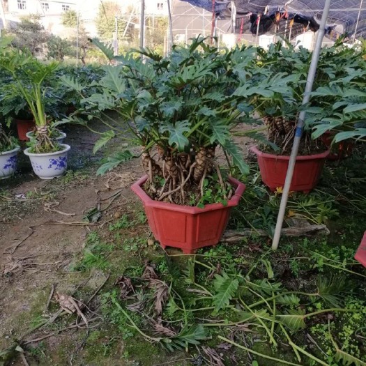 漳州 千手观音 小天使 一盆多个 优质盆景