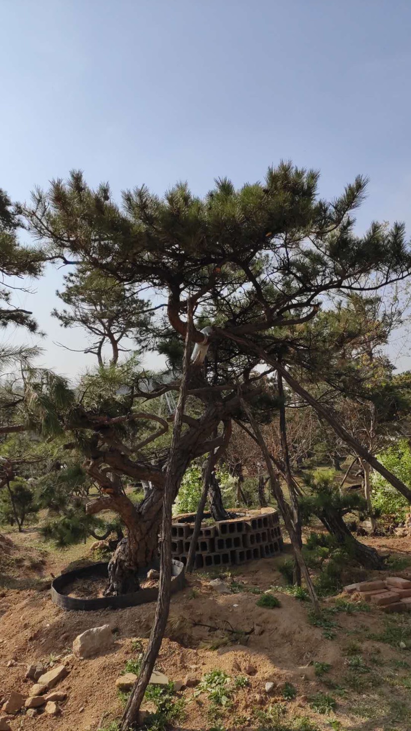 造型松树 景观松、迎客松、古松等，应有尽有，以松会友，静待有缘人！