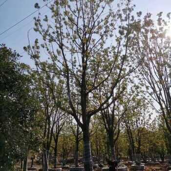益阳 全冠香樟